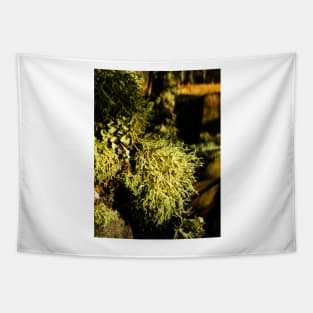 A Lichen Lunch Tapestry