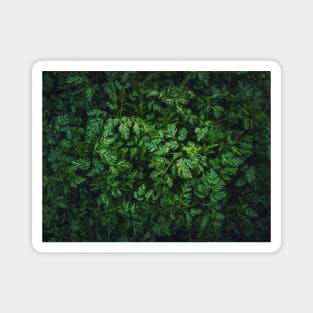 Wild parsley texture Magnet