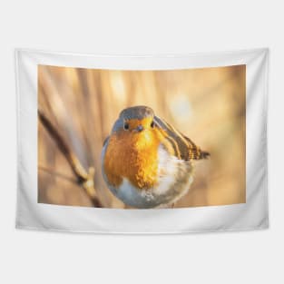 Robin portrait in golden light Tapestry