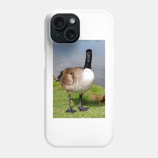 Canada Goose Canadian Geese Wild Bird Phone Case by AndyEvansPhotos