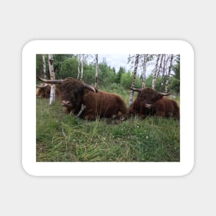 Scottish Highland Cattle Bulls 1463 Magnet