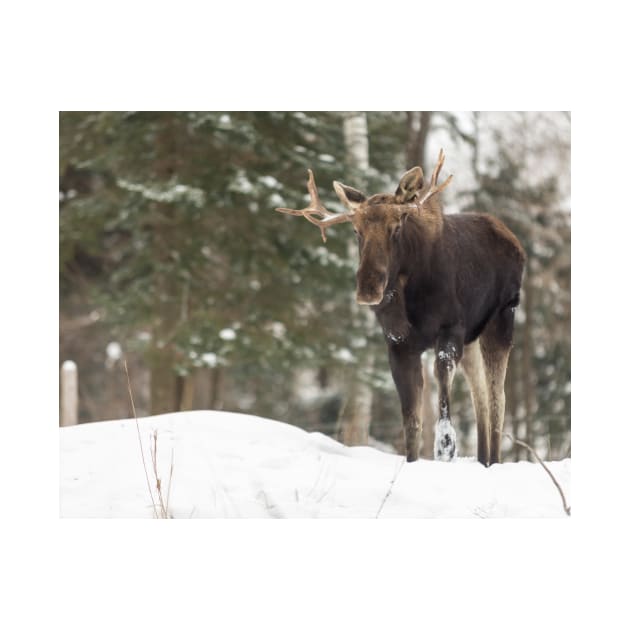 Bull moose in winter by josefpittner