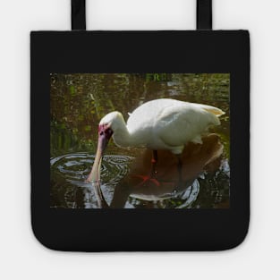 African Spoonbill wading in the shallows Tote