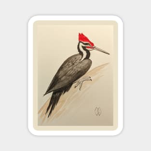Pileated woodpecker study Magnet