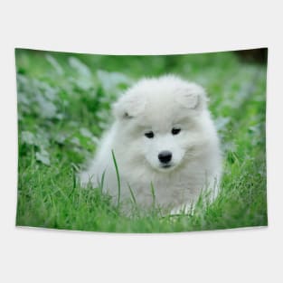 Samoyed puppy portrait Tapestry