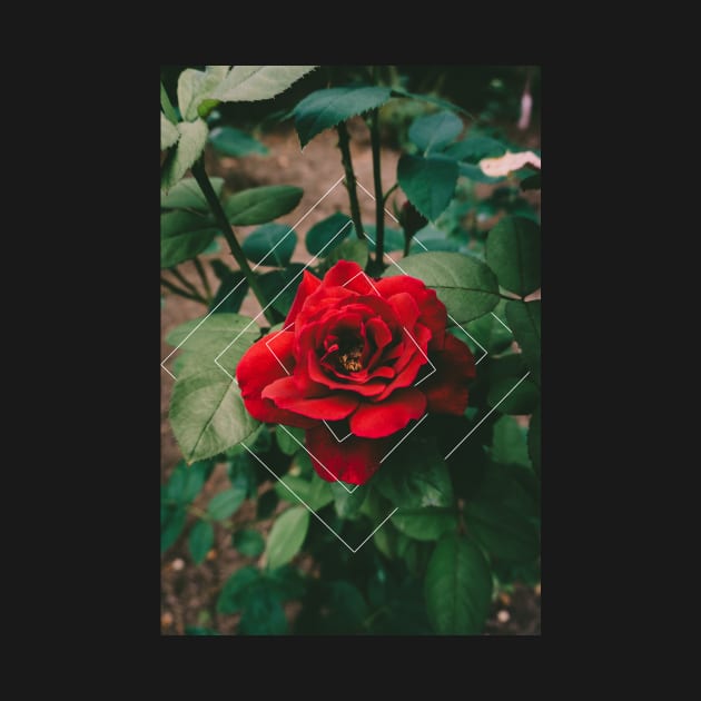 Roses are Red Geometric by Robtography