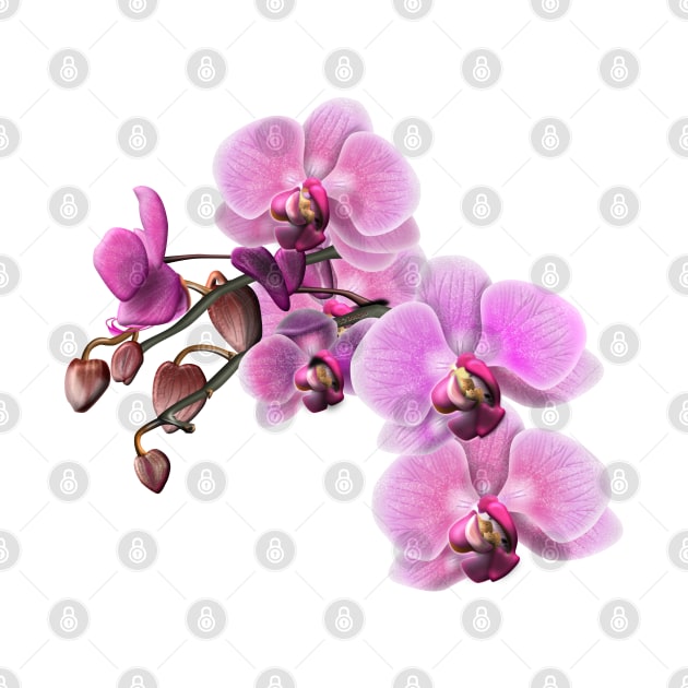 Pink and White Orchids by JAC3D