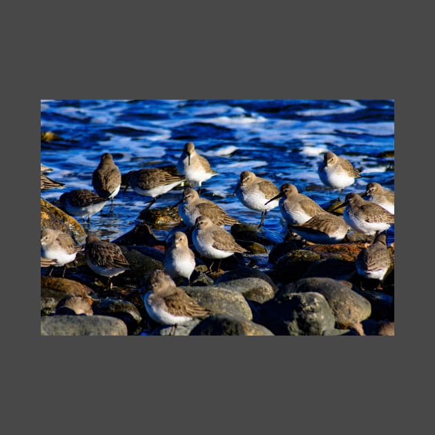 Sandpipers by Rob Johnson Photography