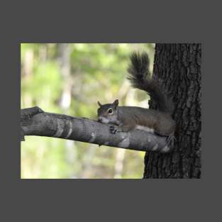 Eastern Gray Squirrel T-Shirt