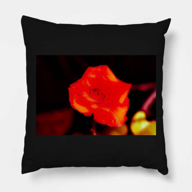 Orange rose blossom with yellow parts Pillow by kall3bu