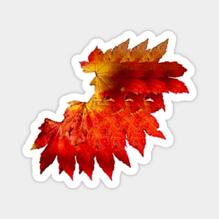 Autumnal fire colored leaves Magnet