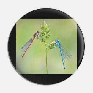 Large Red and Azure Damselflies on a Grass Stalk Pin