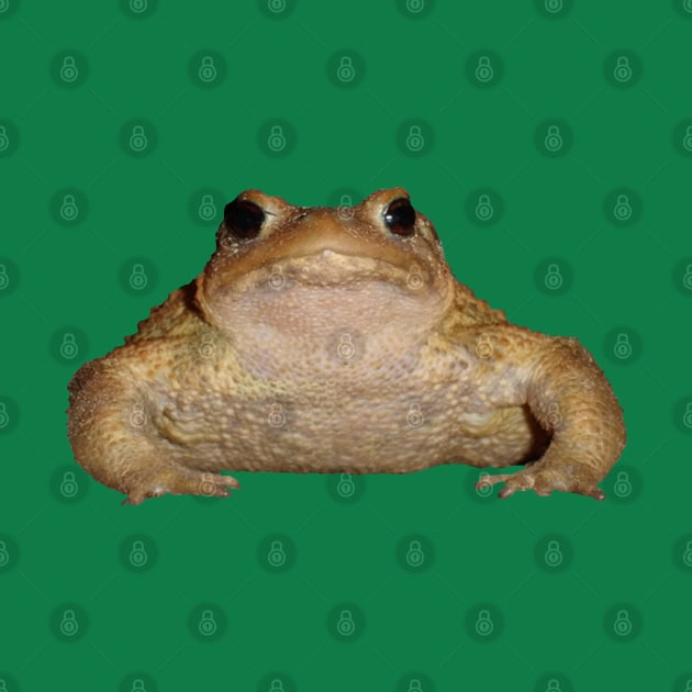 Herper Bufo Bufo European Toad Vector by taiche