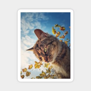 Cat outside portrait Magnet