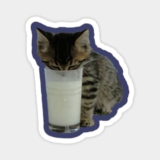 Cat Stealing Milk From A Glass Magnet