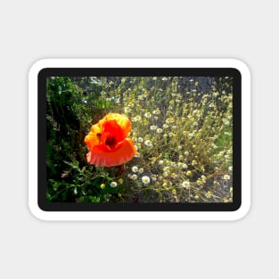 Red Poppy Daisy Chain Nature's Garden Magnet
