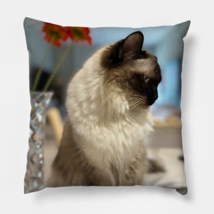 Ragdoll Cat Pillow