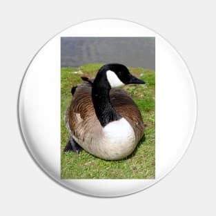 Canada Goose Canadian Geese Wild Bird Pin