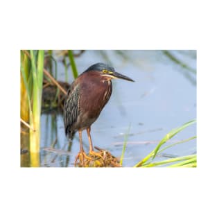 Green Heron Stare T-Shirt