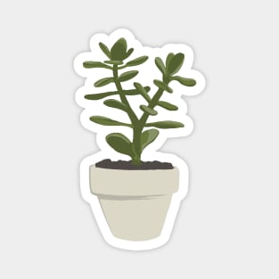 CNS Crassula Ovata - Convoluta Magnet