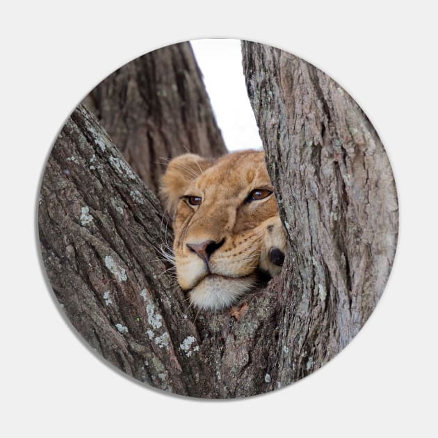 Young Masai Lion on a Tree Pin by yairkarelic