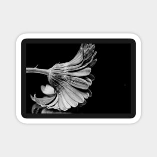 Flower in Black and white. Magnet