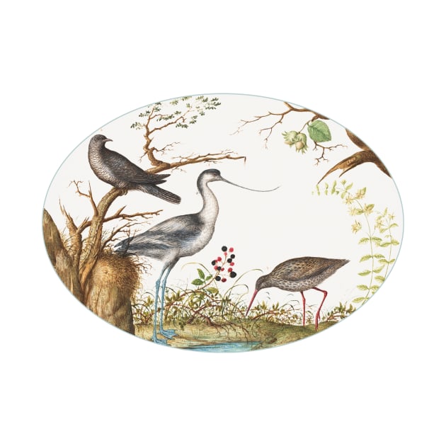 Avocet with Two Other Birds (1575–1580) by WAITE-SMITH VINTAGE ART