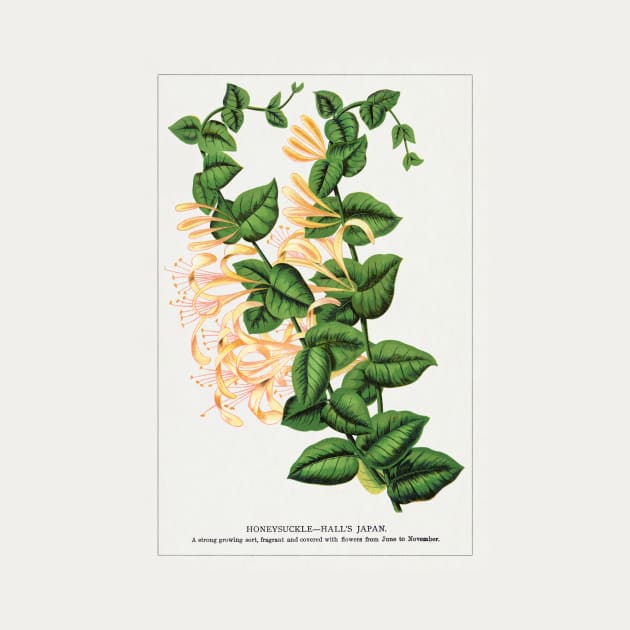 Honeysuckle Flower Lithograph (1900) by WAITE-SMITH VINTAGE ART