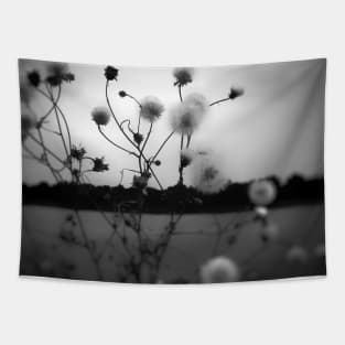 White dandelions pappus in black and white photography Tapestry