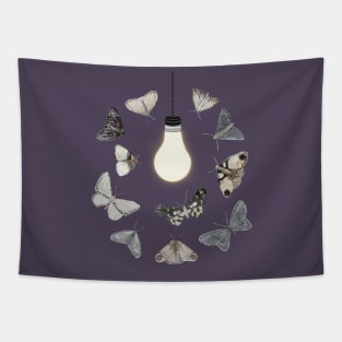 Moths to a Light Tapestry