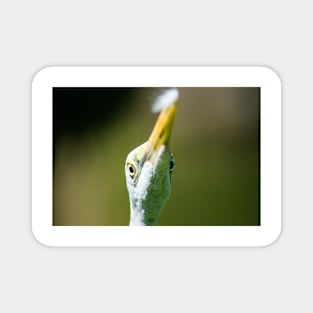 Close up of a Great egret Magnet