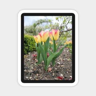 Pink and yellow tulip flowers Magnet