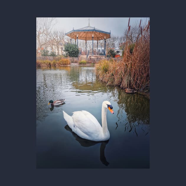 swan and wild ducks on water by psychoshadow