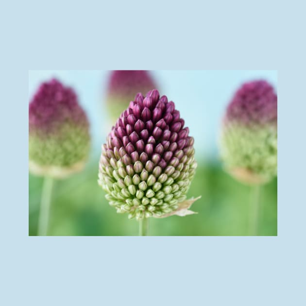 Allium sphaerocephalon   AGM  Round-headed garlic  Round-headed leek by chrisburrows