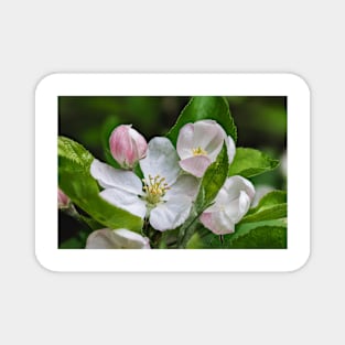 Apple Blossom Magnet