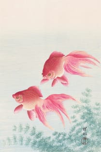 Goldfish by Ohara Koson Magnet