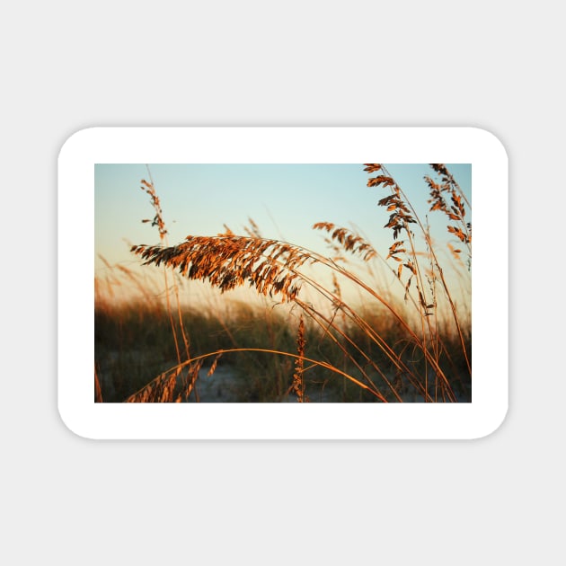 Sunlight On Sea Oats Magnet by Cynthia48