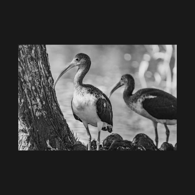 American white ibis in Gatorland black and white by KensLensDesigns