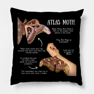 Animal Facts - Atlas Moth Pillow