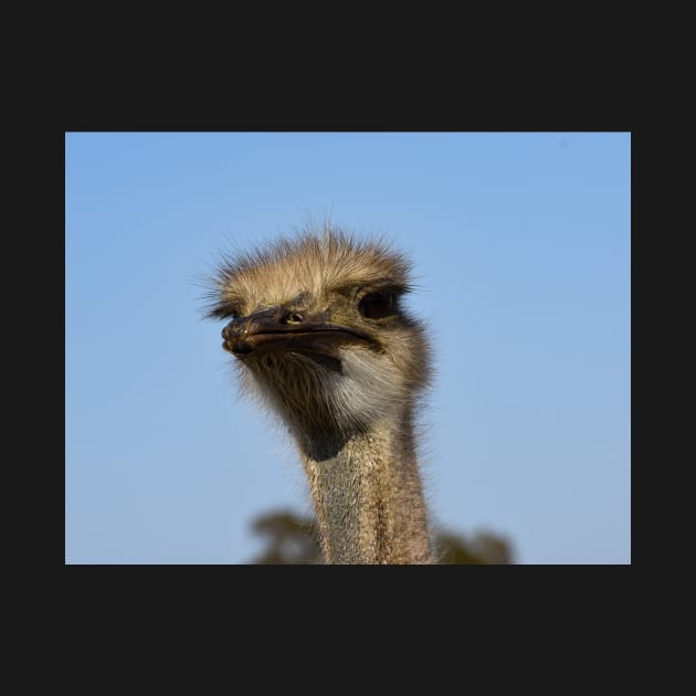 Steely Eyed Ostrich Stare by Steves-Pics