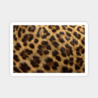 Leopard Print Fur Skin Exotic Animals Spots Cheetah Magnet