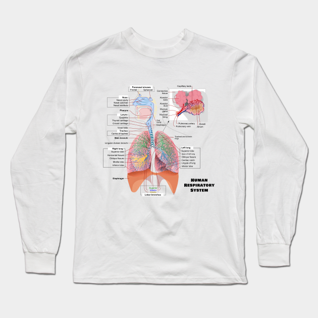 Human Respiratory System Diagram