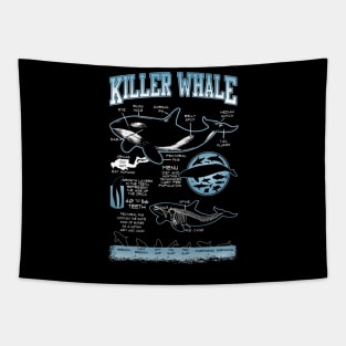 Killer Whale Diagram Physical Characteristics Tapestry