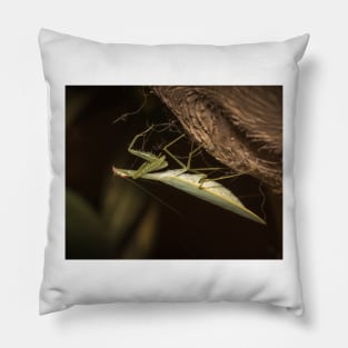 The Mantis Pillow