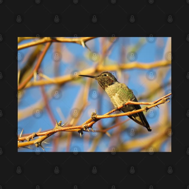 Afternoon hummingbird by SDym Photography