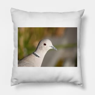 Eurasian collared dove (Streptopelia decaocto) head close-up Pillow