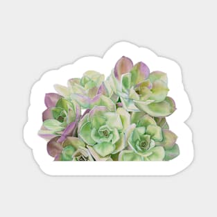 Green succulents artwork Magnet