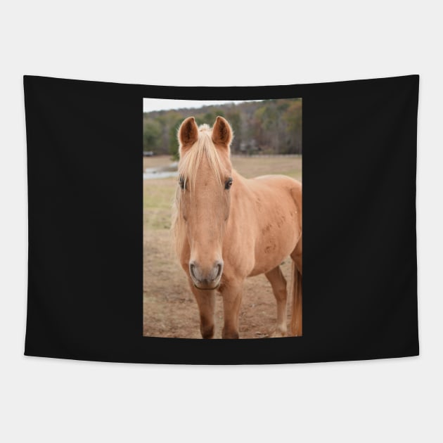 palomino horse in pasture Tapestry by sarelitay