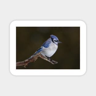 Blue Jay in Winter Magnet