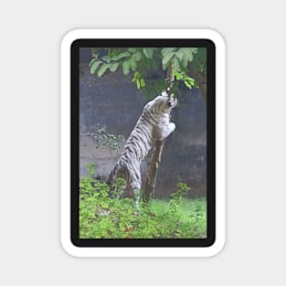 White Bengal Tiger Marking Territory Magnet